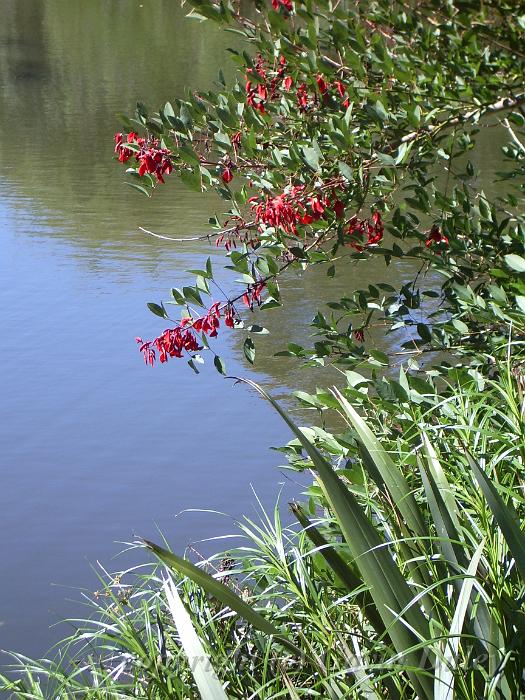 Lake, Melbourne Botanic Gardens IMGP0981.JPG